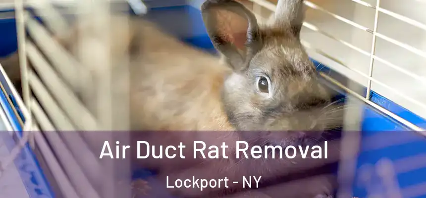Air Duct Rat Removal Lockport - NY