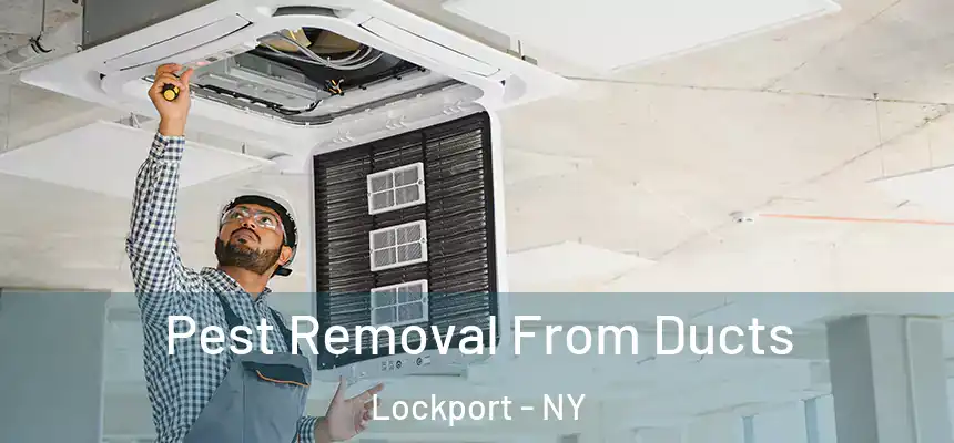 Pest Removal From Ducts Lockport - NY